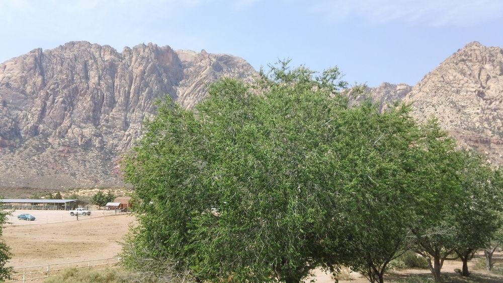Bonnie Springs Ranch Motel 블루 다이아몬드 외부 사진