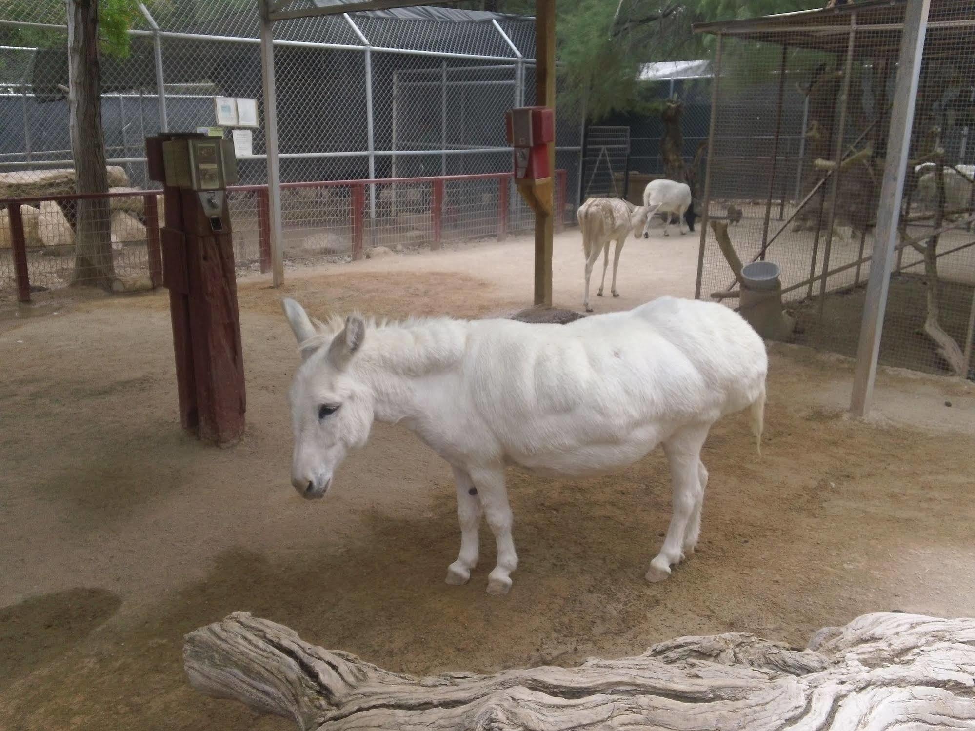Bonnie Springs Ranch Motel 블루 다이아몬드 외부 사진